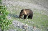 Mamãe-urso se alimenta de berries na região de Many Glacier, no Glacier Nacional Park, em Montana, nos Estados Unidos